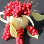 cytryniec chiński w filiżance na estetycznym tle 