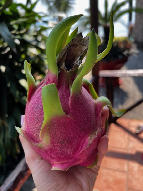 liofilizowany dragon fruit