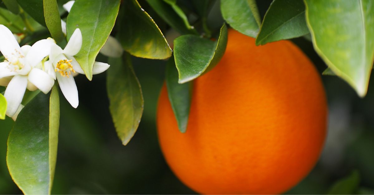 liofilizowana pomarańcza