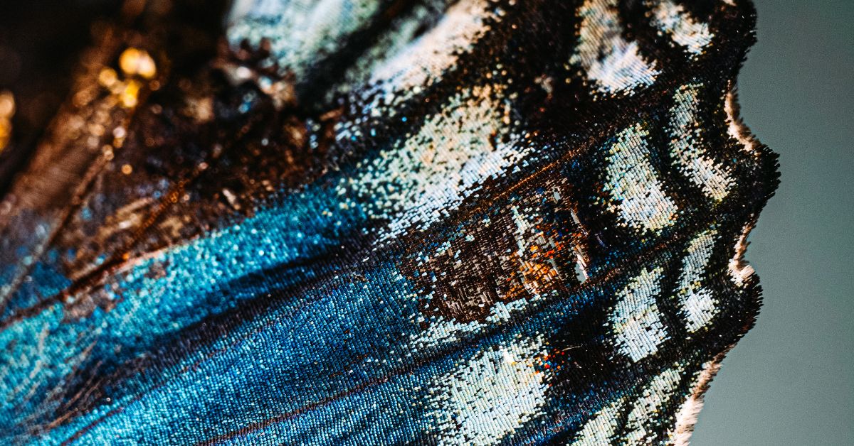 skrzydło motyla w skali makro