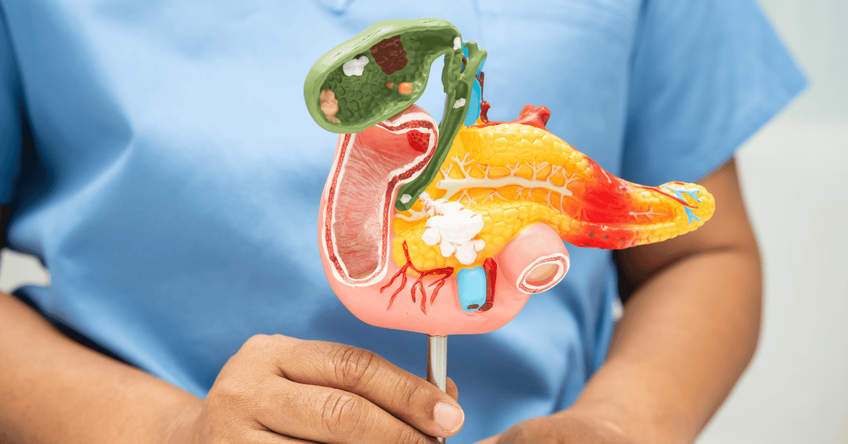 el anatomiczny układu trawiennego ilustrujący rolę enzymów w trawieniu i pracy trzustki